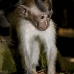monkey_macaque_balinese_mf_ubud_v_0642_bal0648.jpg